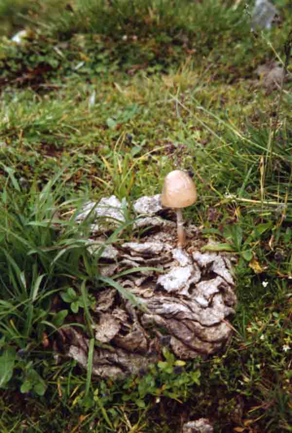 pilz