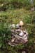 pilz