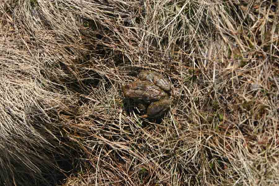 kroete